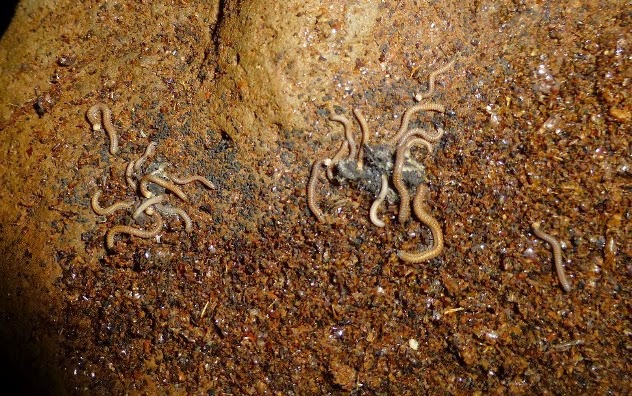 Представитель Семейства Cambalopsidae
